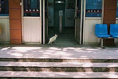 《合金装备崛起：复仇》Steam国区168元 不支持中文