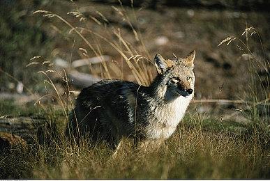 《Wizordum》Steam抢先体验开启 复古风魔法FPS